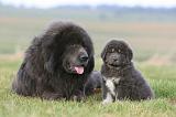 DOGUE DU TIBET 744